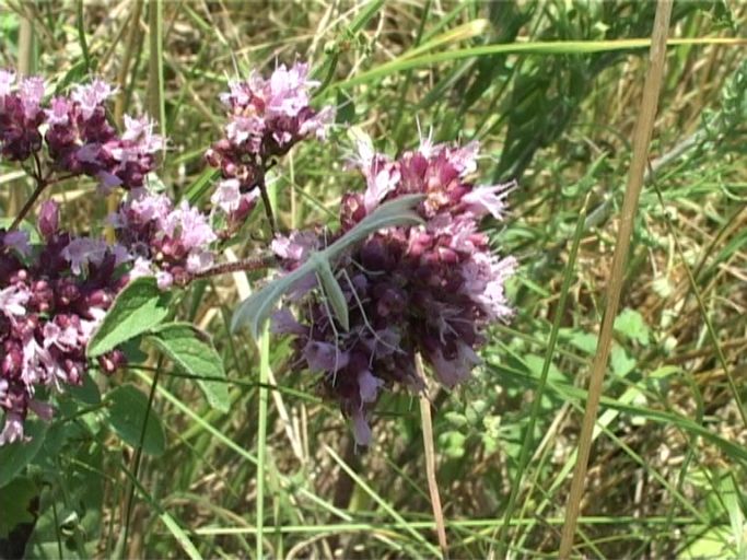 Schlehen-Federgeistchen ( Pterophorus pentadactyla ), ihre Vorder- und Hinterflügel sind federartig aufgespalten : Kaiserstuhl, 21.07.2006